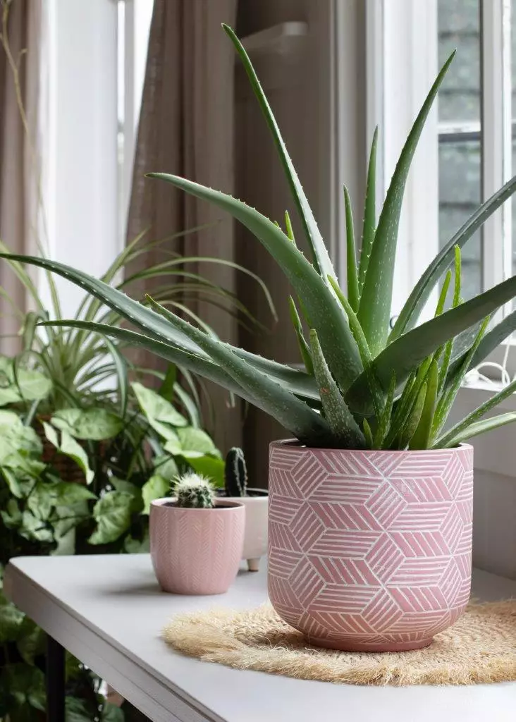 Top 7 Best Indoor Plants for the Bedroom