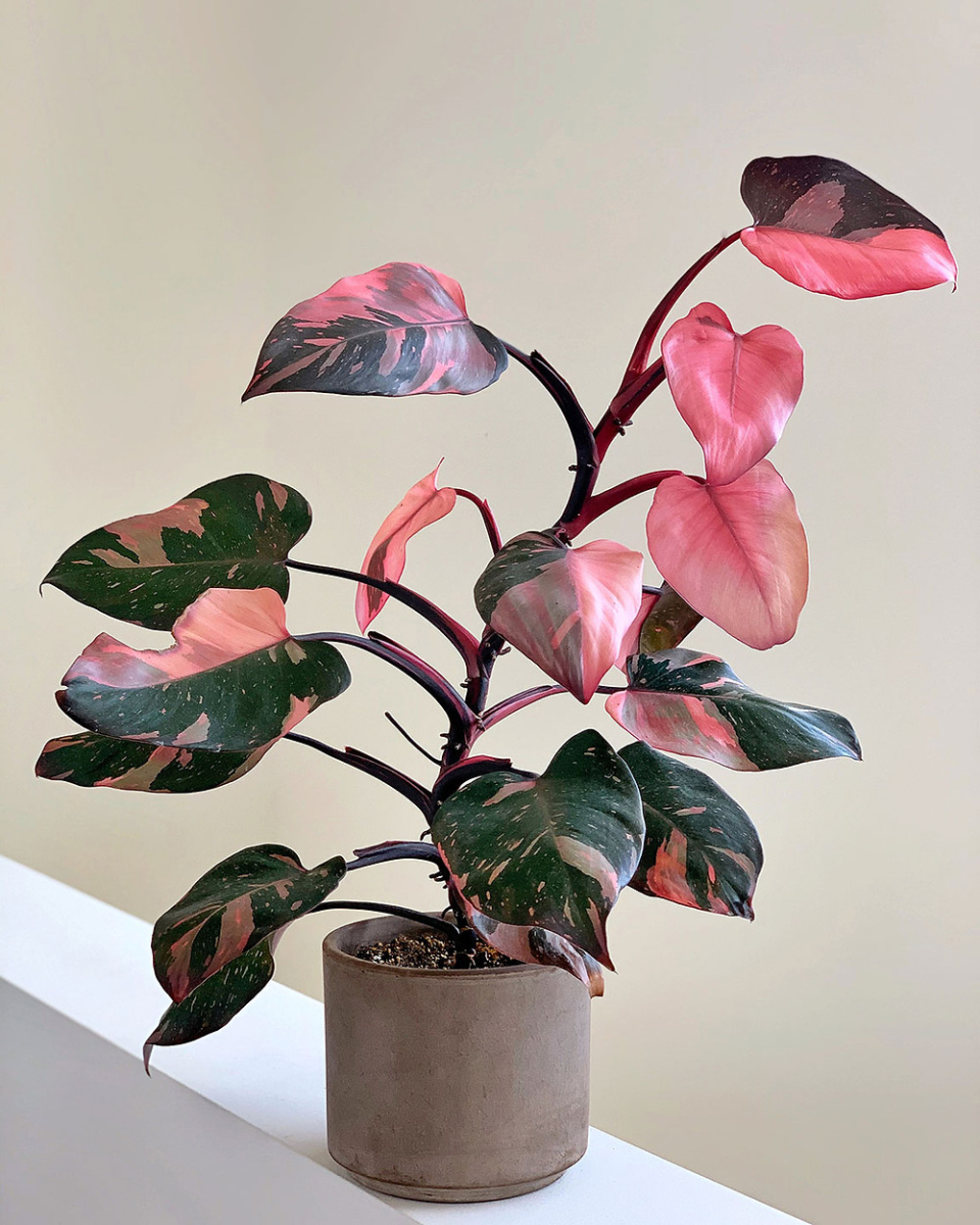 5 Reasons Philodendron Pink Princess Is My Favorite Rare Plant